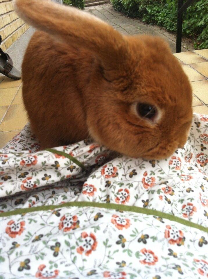 Kanin Frederik billede 15