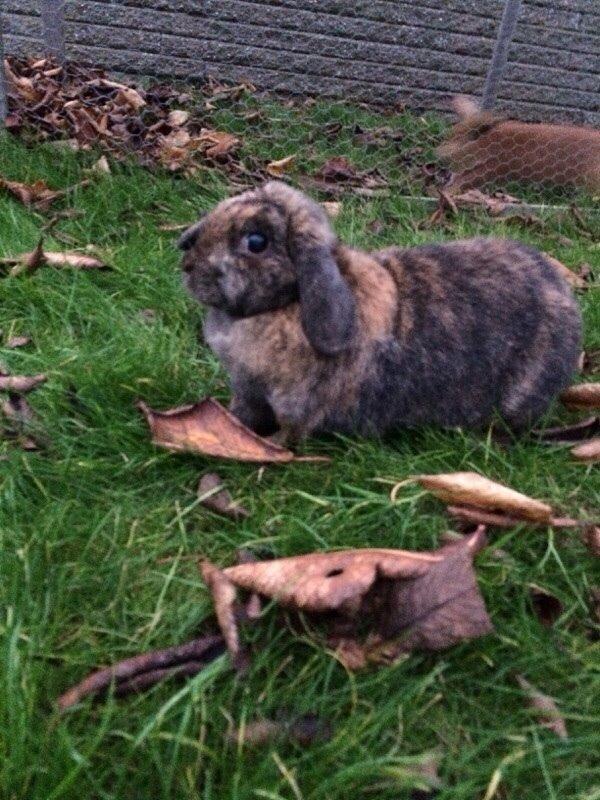 Kanin Blacky billede 9