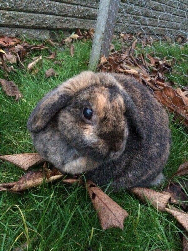 Kanin Blacky billede 10