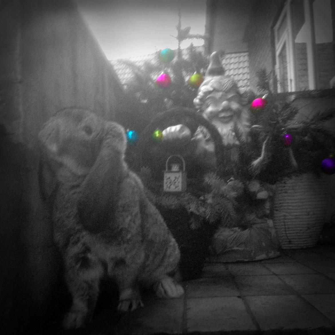 Kanin Peter Plys billede 11