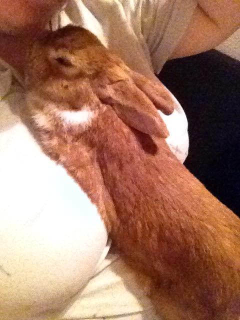 Kanin Charno billede 3