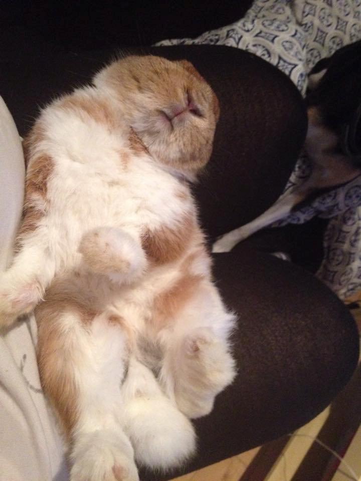 Kanin Charno billede 2