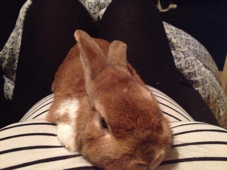 Kanin Charno billede 5