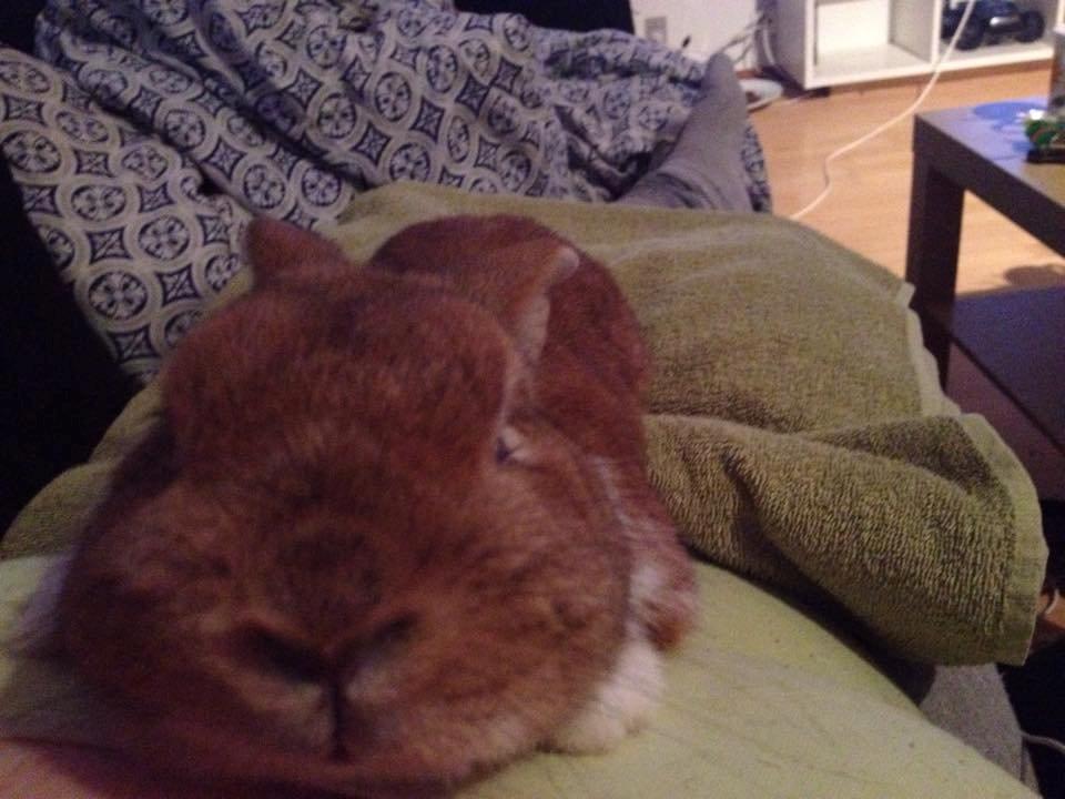 Kanin Charno billede 4