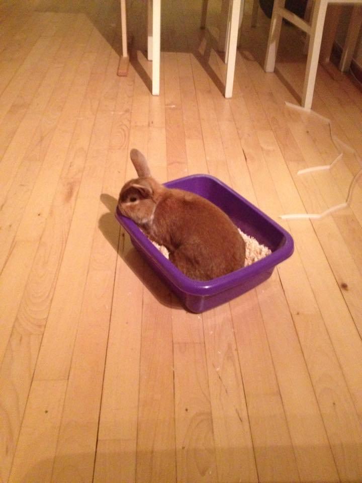 Kanin Charno billede 7