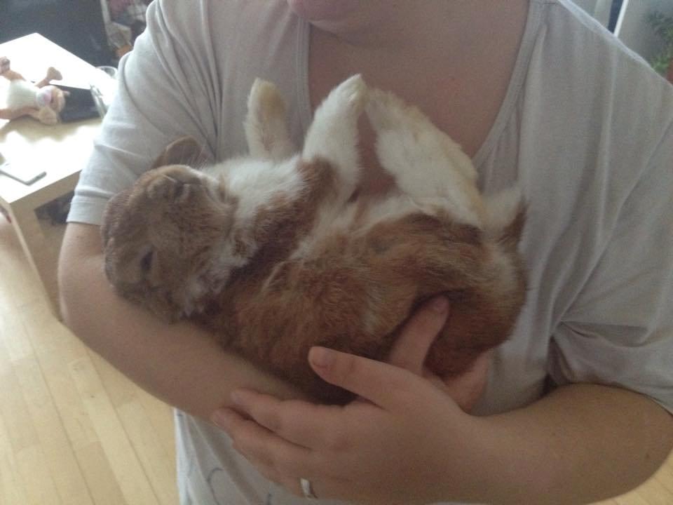 Kanin Charno billede 8