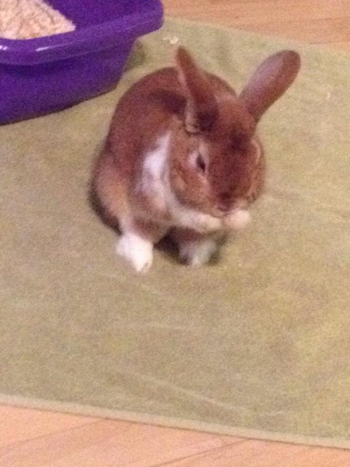 Kanin Charno billede 9