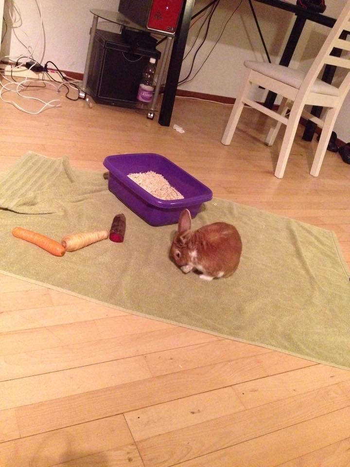 Kanin Charno billede 10