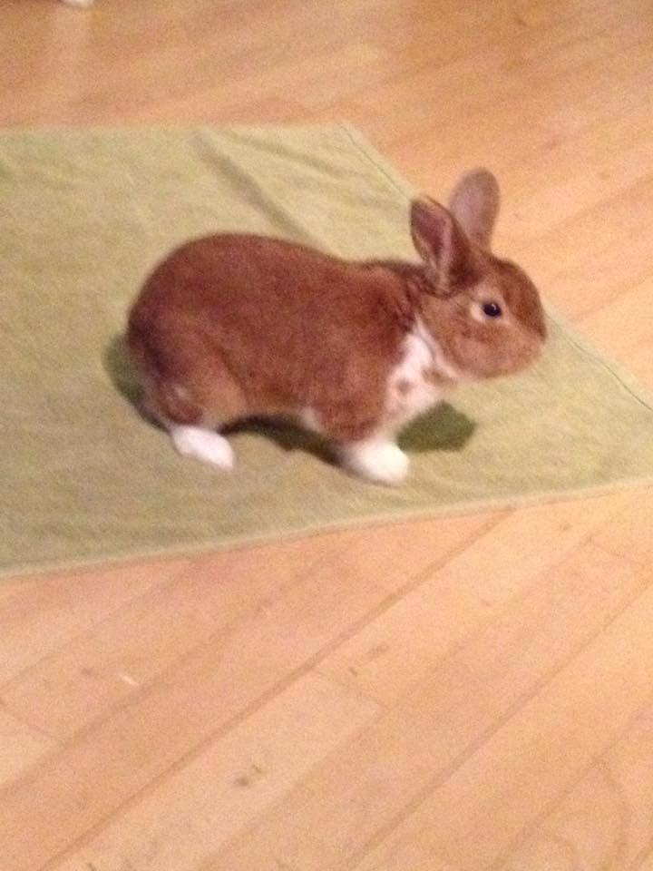 Kanin Charno billede 1