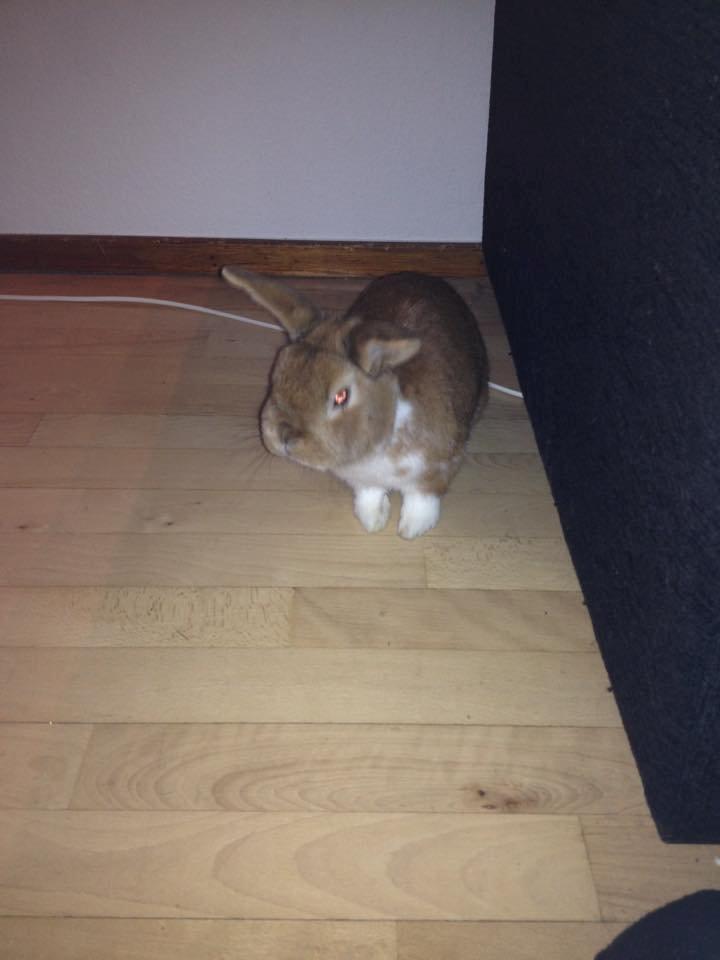 Kanin Charno billede 11