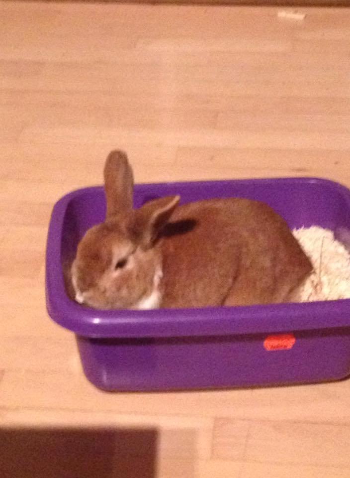 Kanin Charno billede 6