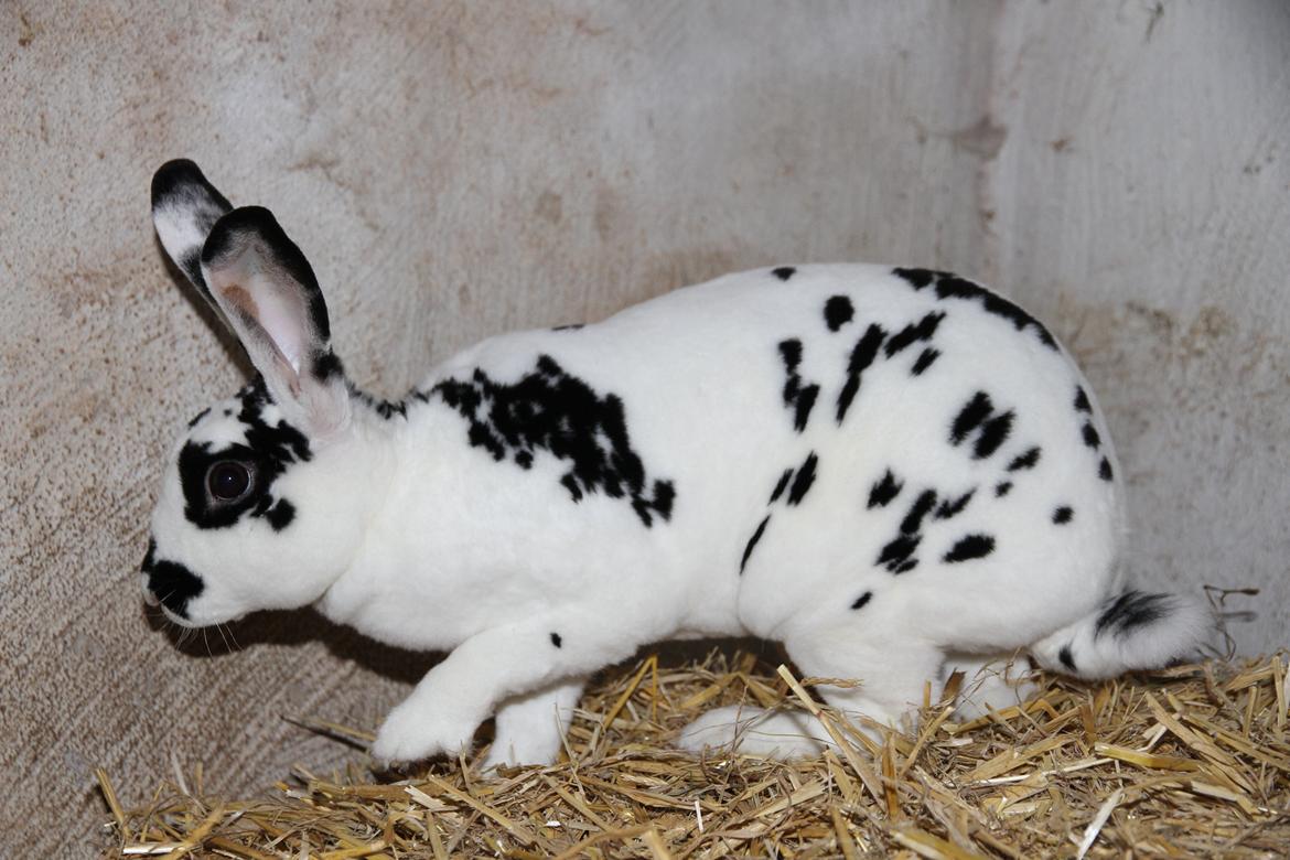 Kanin Karla billede 1