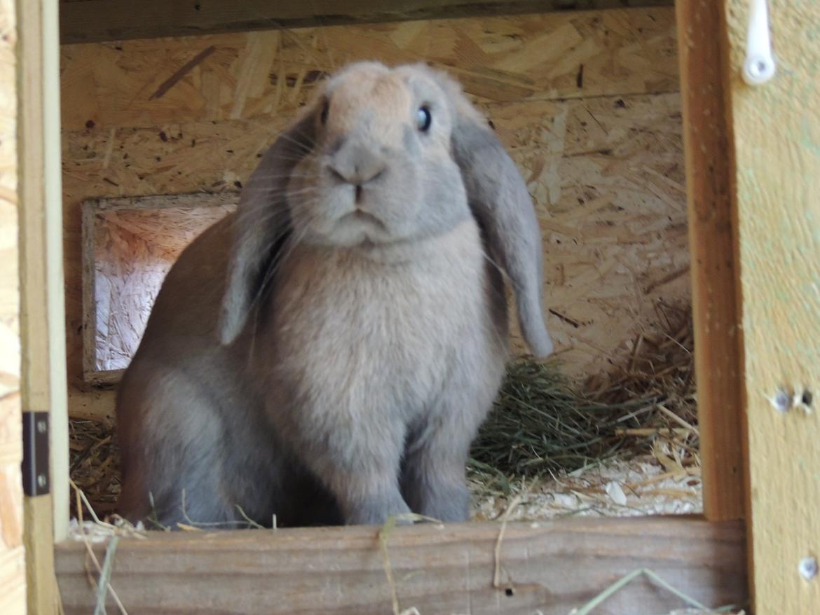 Kanin | Mabohas Mount Makalu billede 2