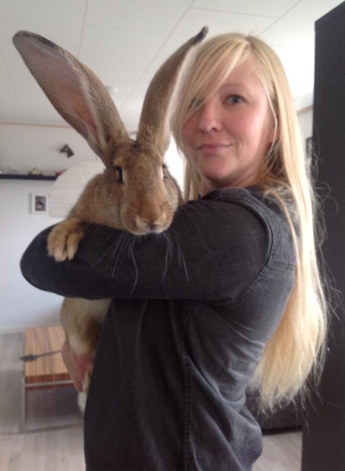 Kanin Belgisk kæmpe - Karla Kampvogn billede 3