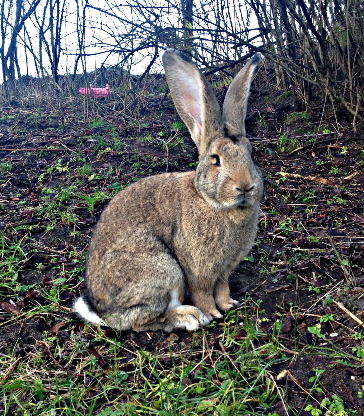 Kanin Belgisk kæmpe - Karla Kampvogn billede 1