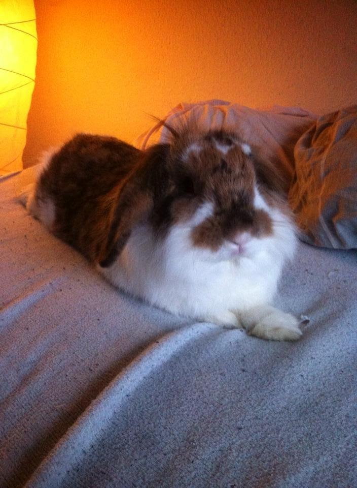 Kanin Guffe billede 2