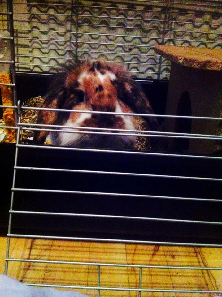 Kanin Guffe billede 4