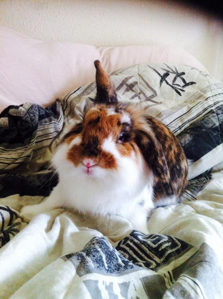 Kanin Guffe billede 1