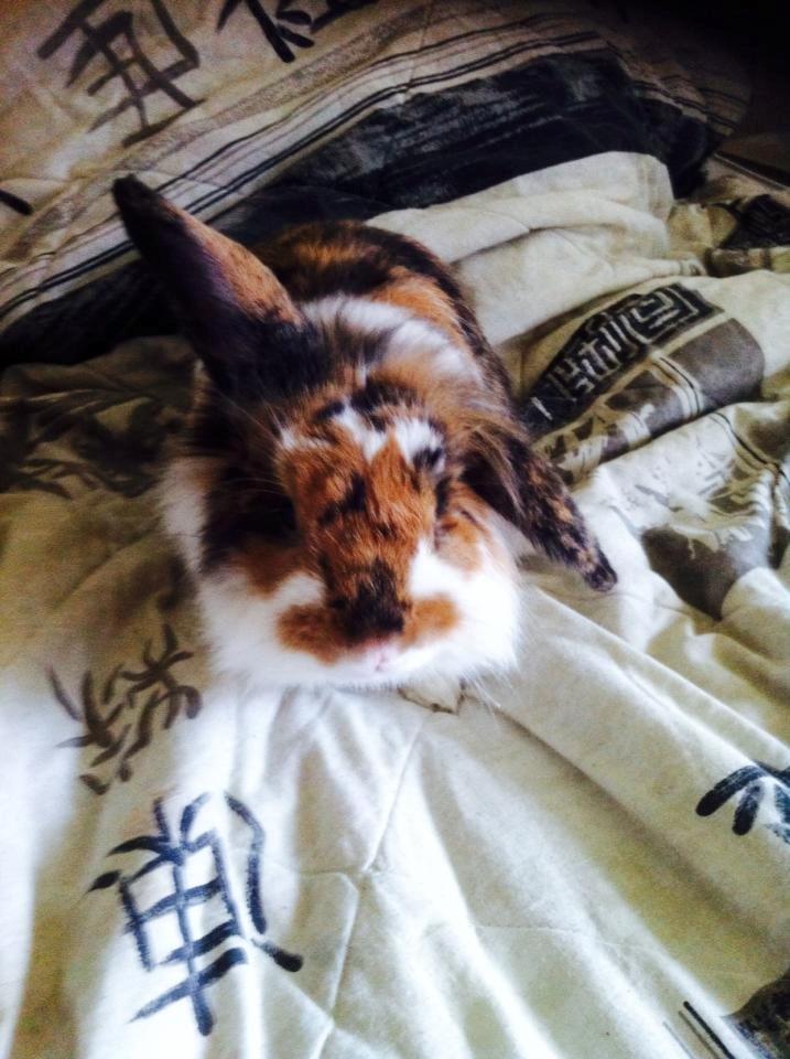 Kanin Guffe billede 5