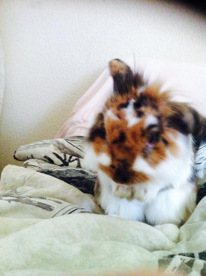 Kanin Guffe billede 6