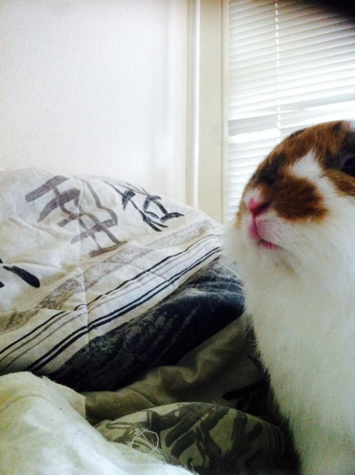 Kanin Guffe billede 7