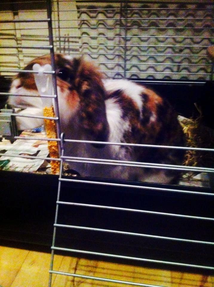 Kanin Guffe billede 8