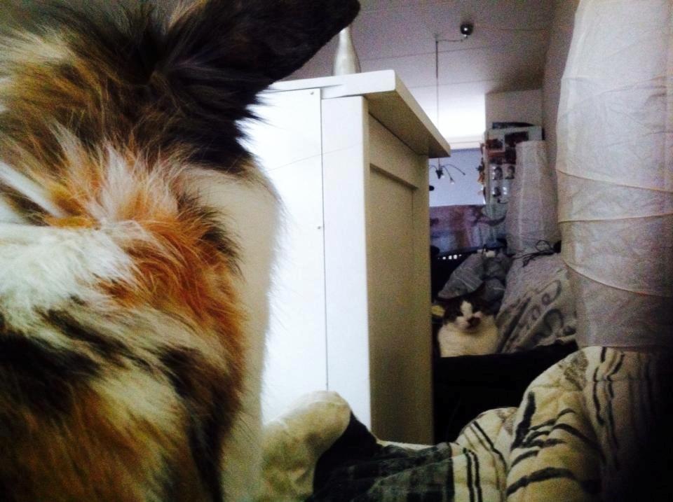 Kanin Guffe billede 9