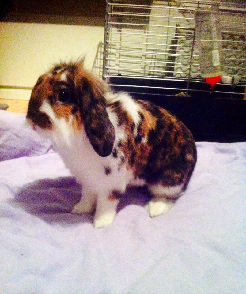 Kanin Guffe billede 3