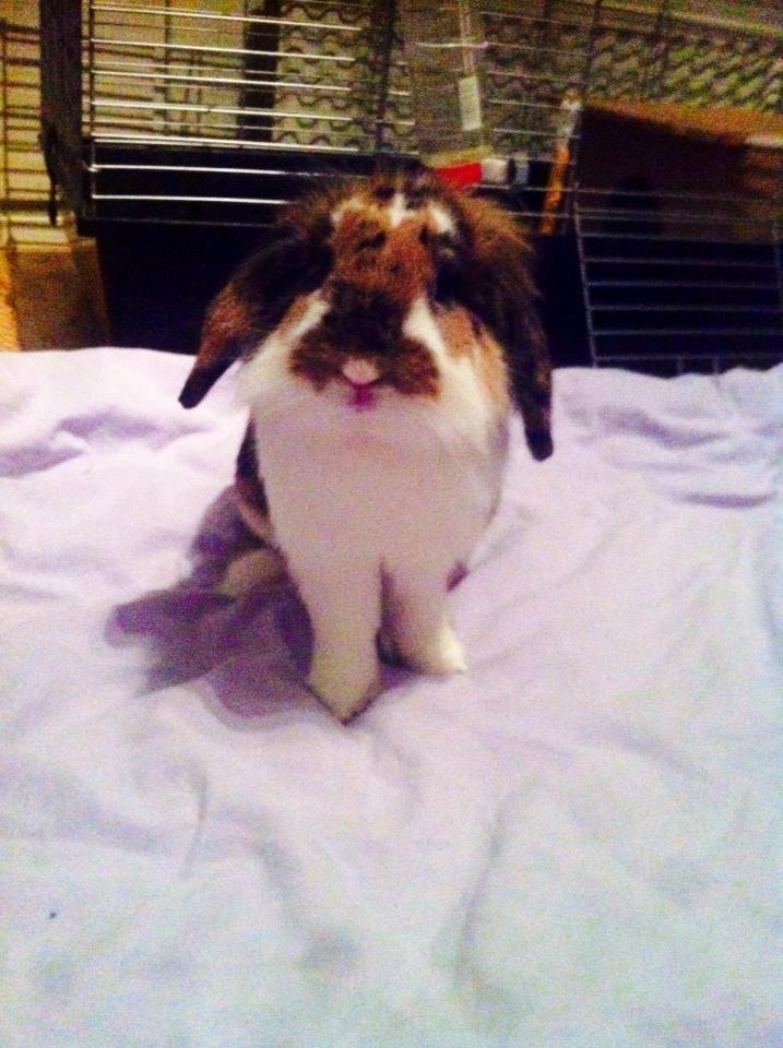 Kanin Guffe billede 11