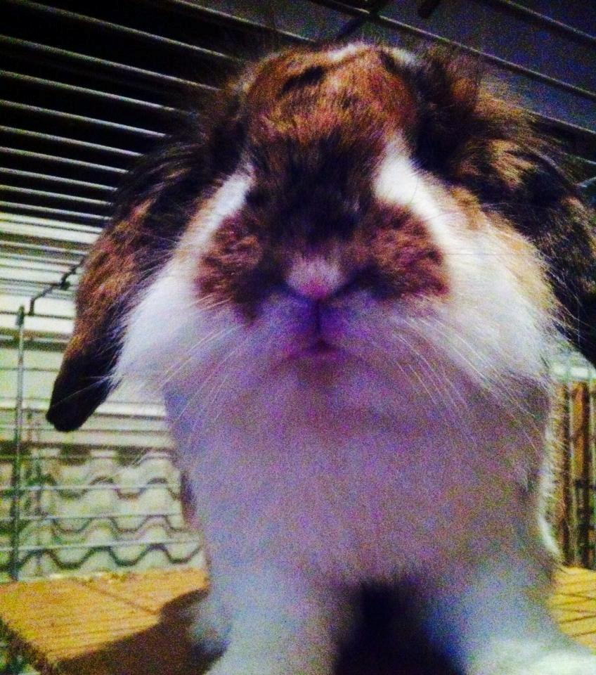 Kanin Guffe billede 12