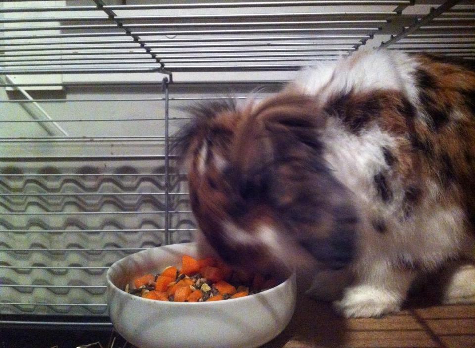 Kanin Guffe billede 13