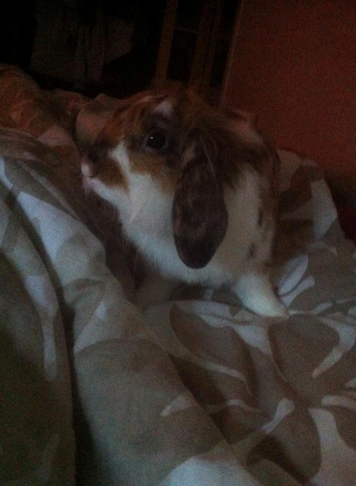 Kanin Guffe billede 14