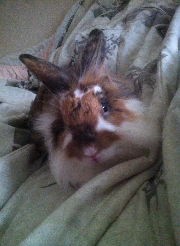 Kanin Guffe billede 10