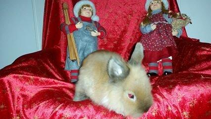 Kanin Angel billede 2