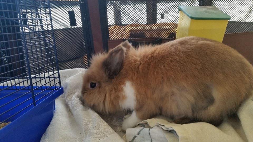 Kanin Angel billede 4