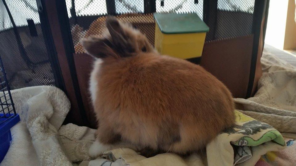 Kanin Angel billede 3