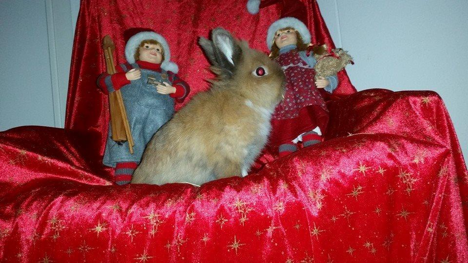 Kanin Angel billede 6