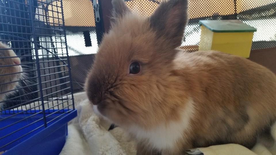 Kanin Angel billede 7