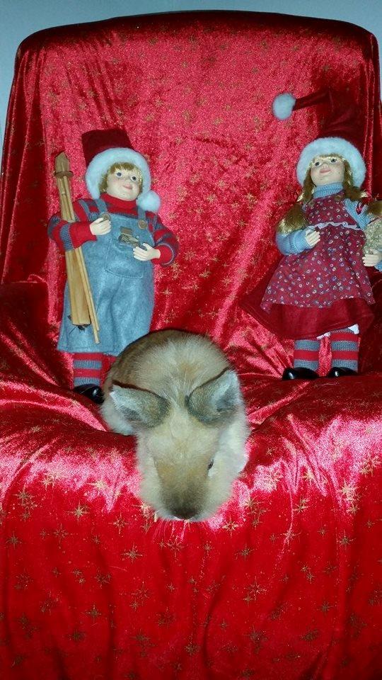 Kanin Angel billede 8