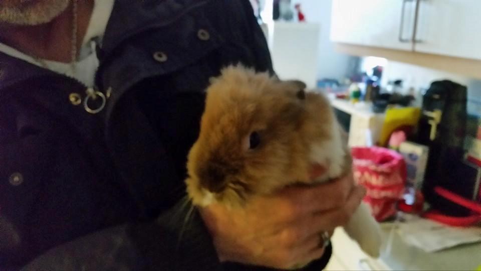 Kanin Angel billede 5