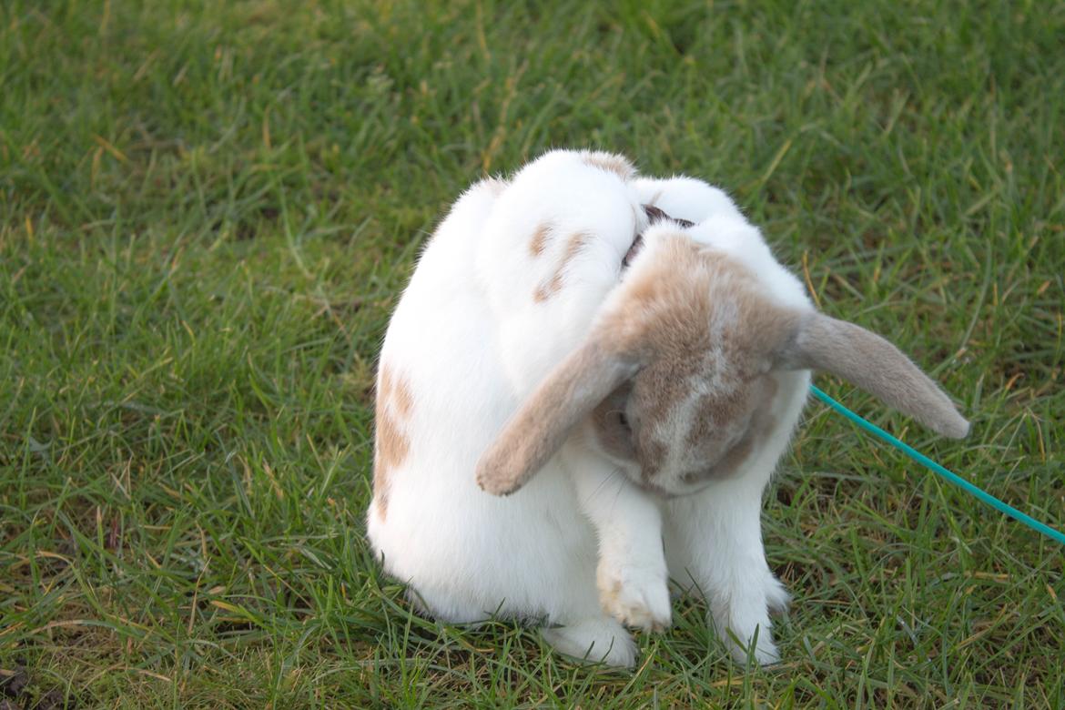 Kanin Aries Sri Lila billede 9