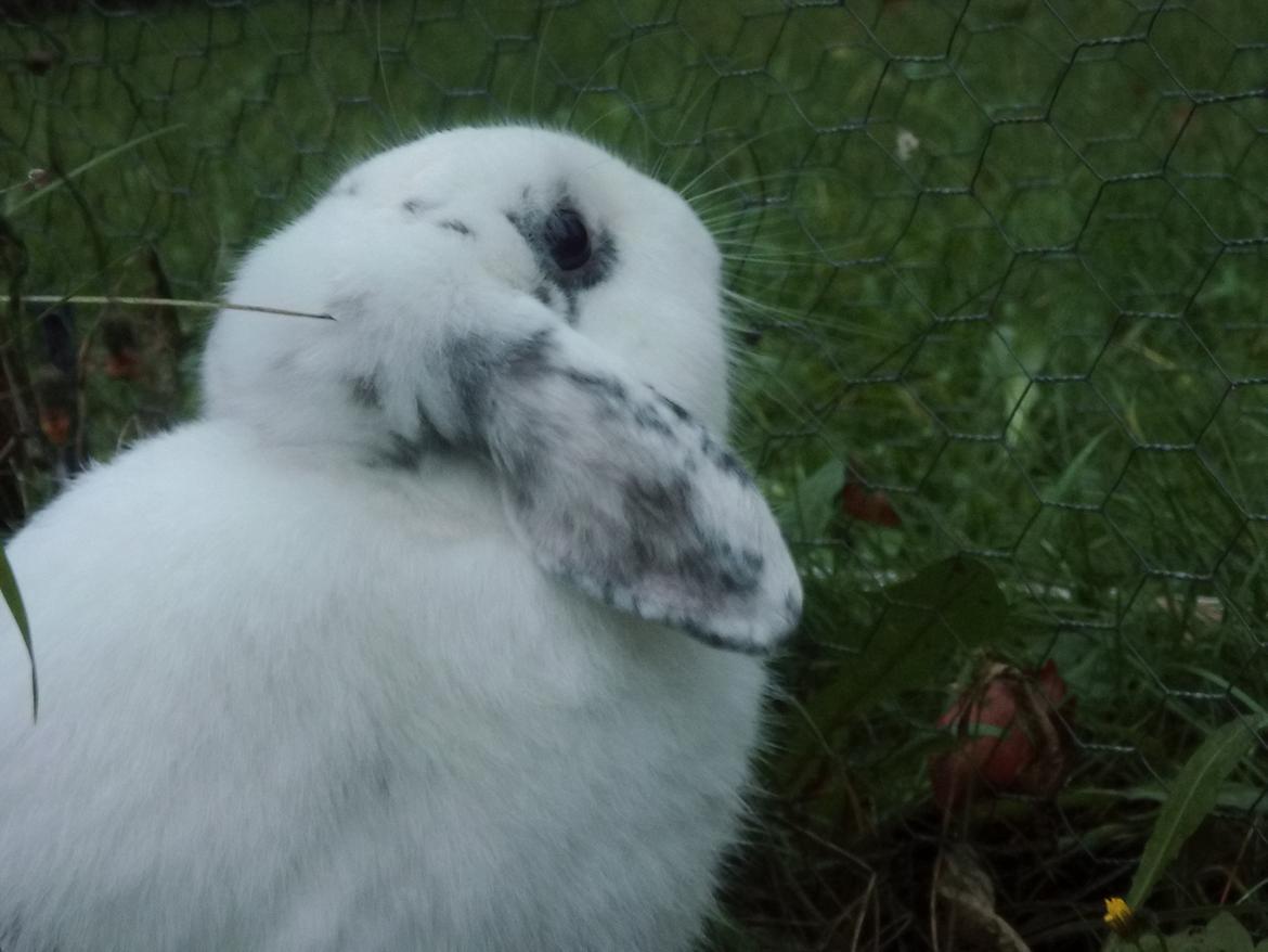 Kanin Gamzee | Dværgvædder billede 4