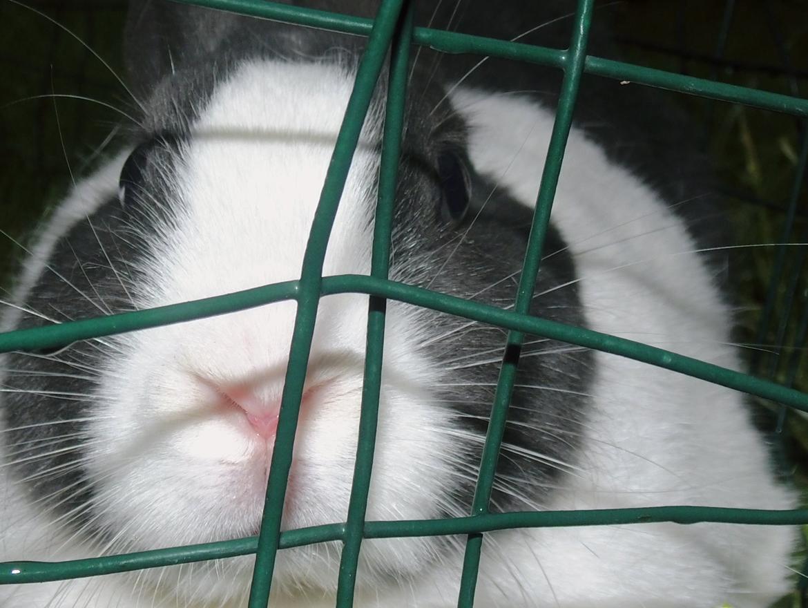 Kanin harbo´s Jolly-Cola | hollænder billede 3