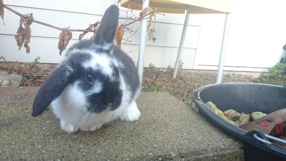 Kanin Smølfehusets Earth Apollo Spirit billede 3