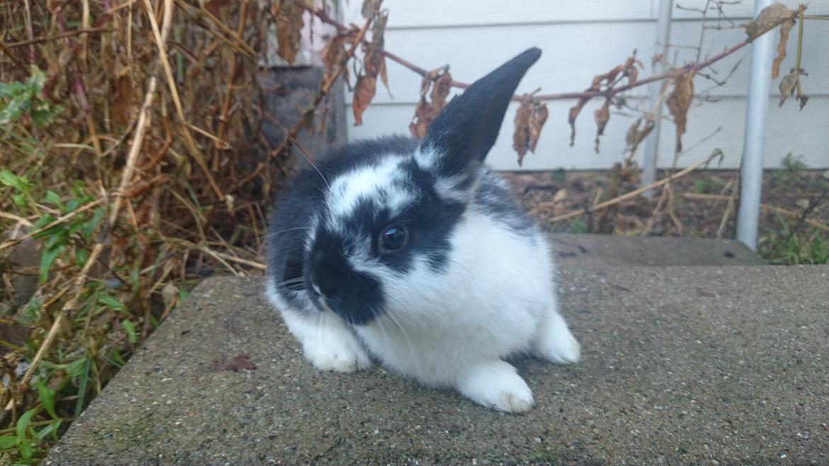 Kanin Smølfehusets Earth Apollo Spirit billede 5