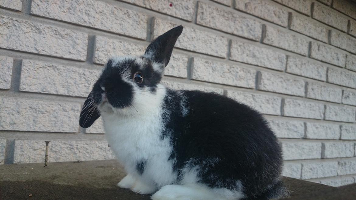 Kanin Smølfehusets Earth Apollo Spirit billede 1