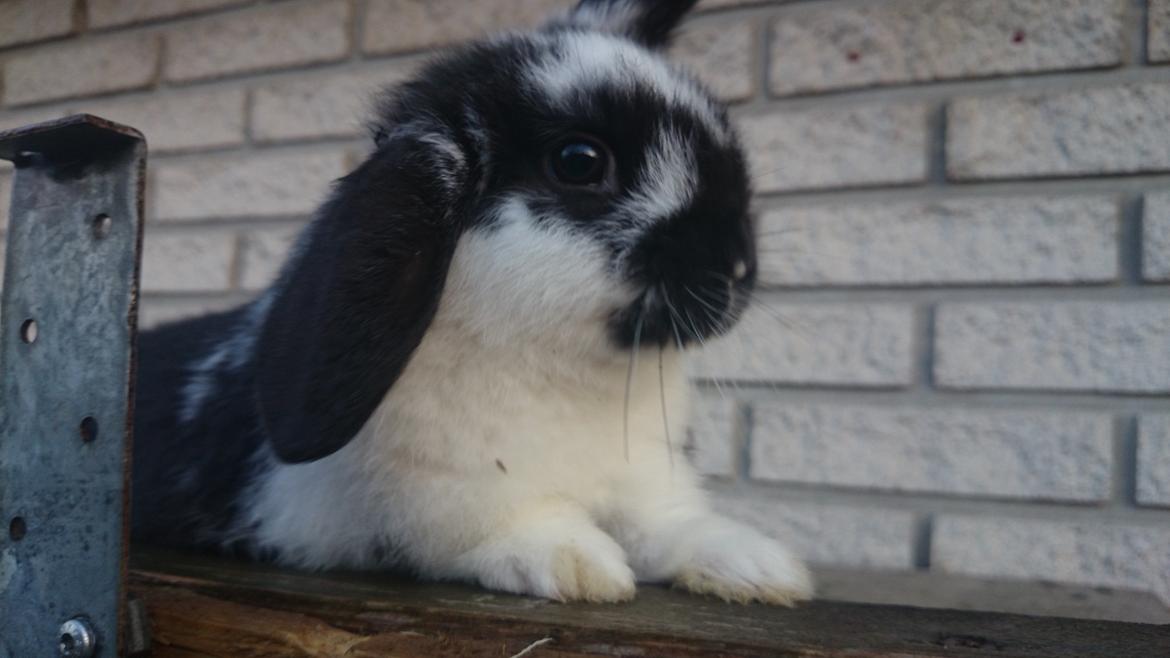 Kanin Smølfehusets Earth Apollo Spirit billede 2