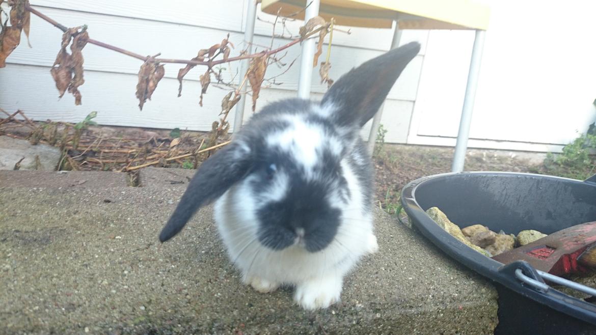 Kanin Smølfehusets Earth Apollo Spirit billede 4