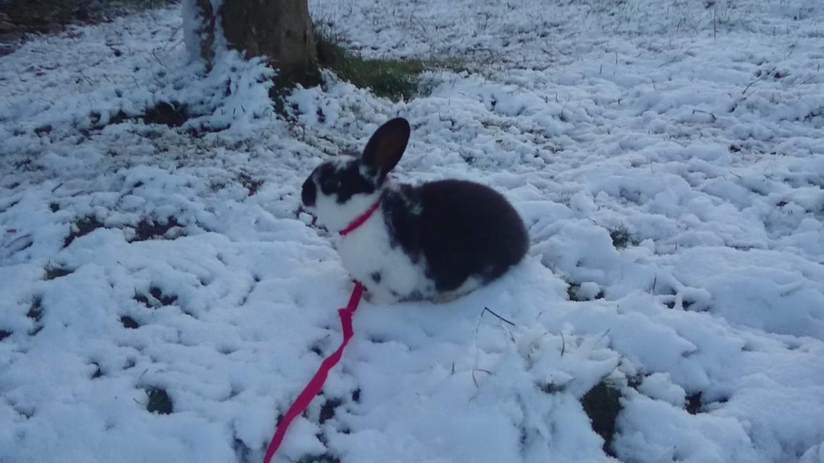 Kanin Smølfehusets Earth Apollo Spirit billede 6