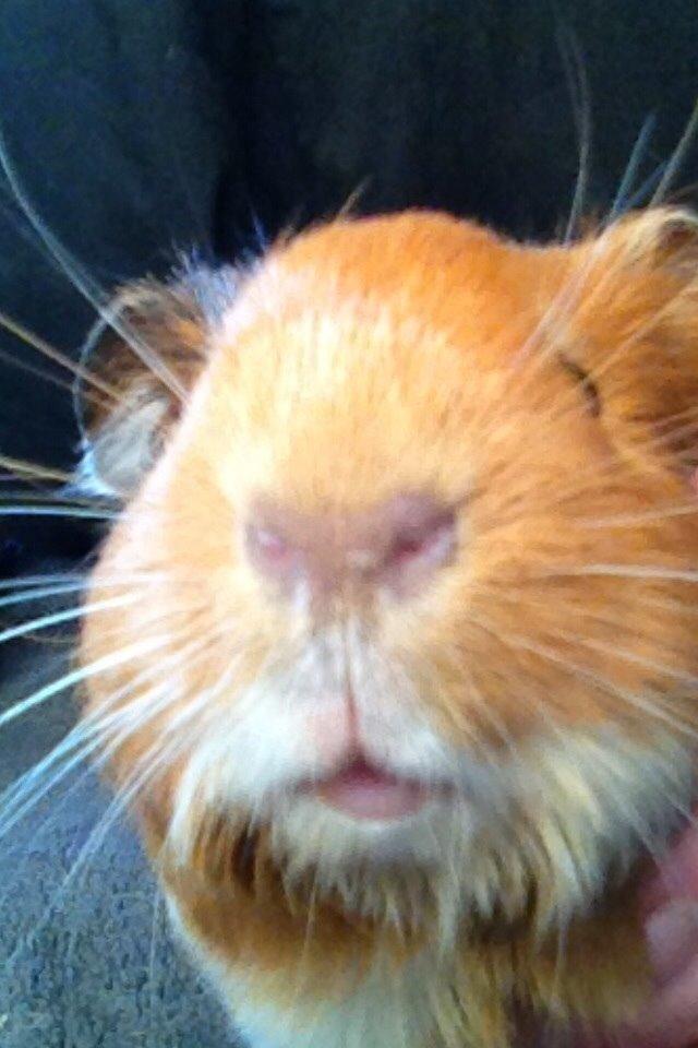 Marsvin Pepper billede 1